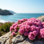 Les secrets de la côte de granit rose : un paradis naturel qui charme les passionnés de calme et de verdure